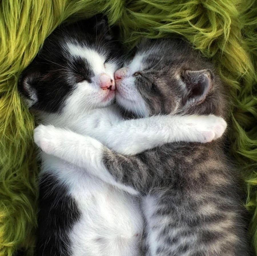 Котики обнимаются и целуются