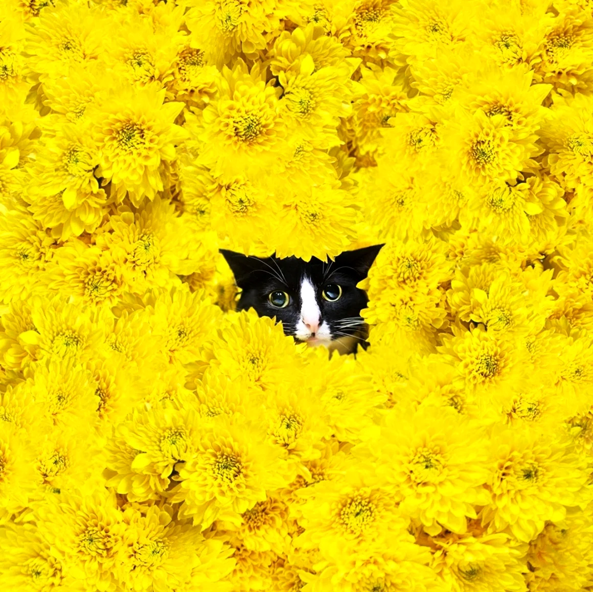 Котики в желтых цветах