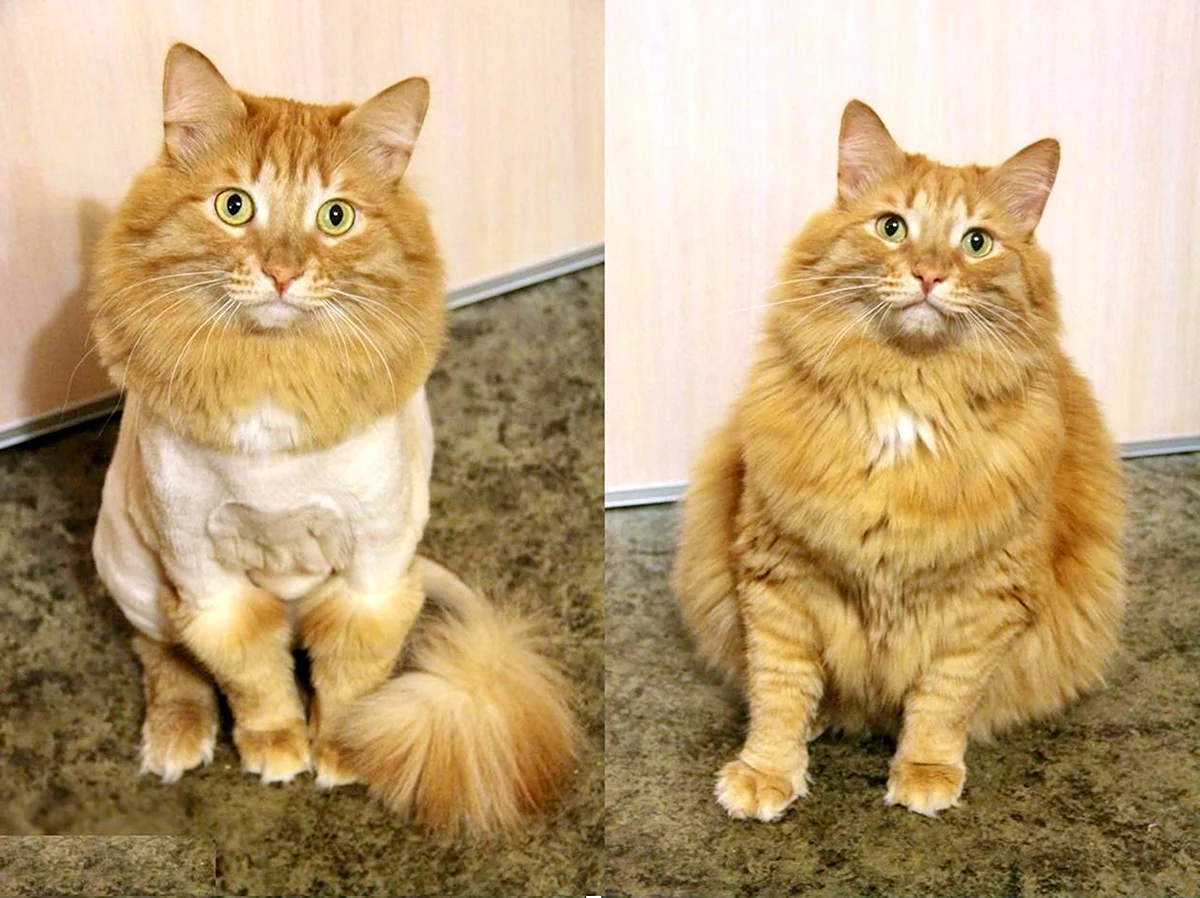 Коты до и после стрижки