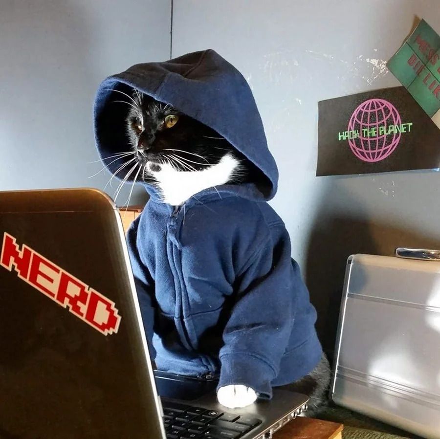 Коты хакеры