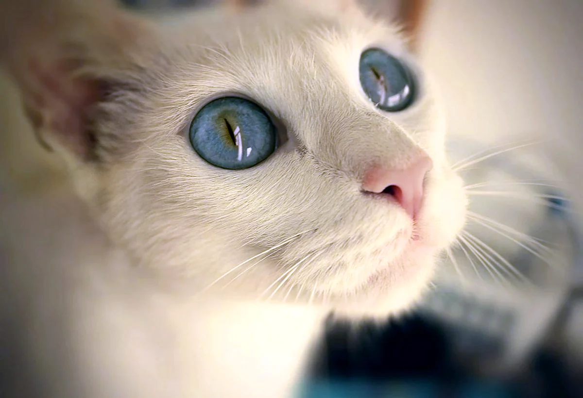 Коты с голубыми глазами