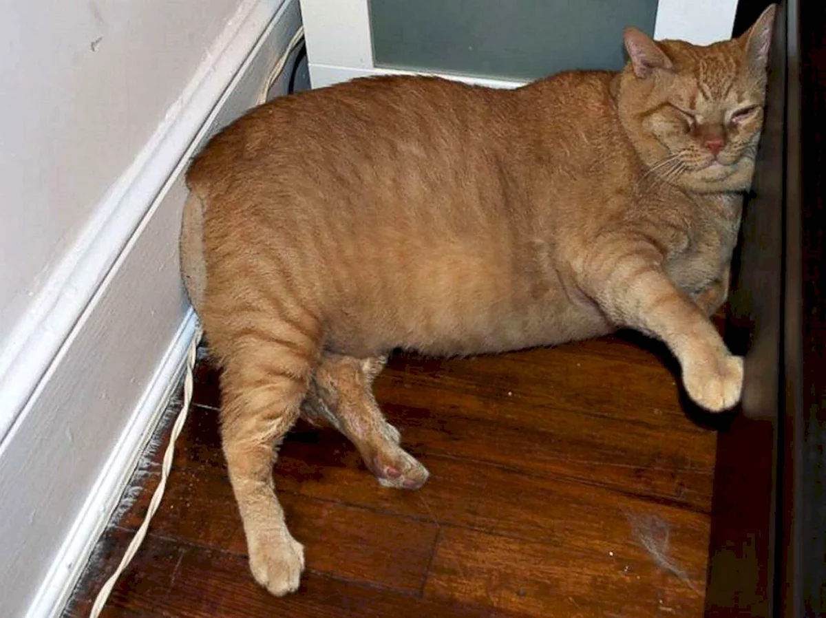 Коты с ожирением