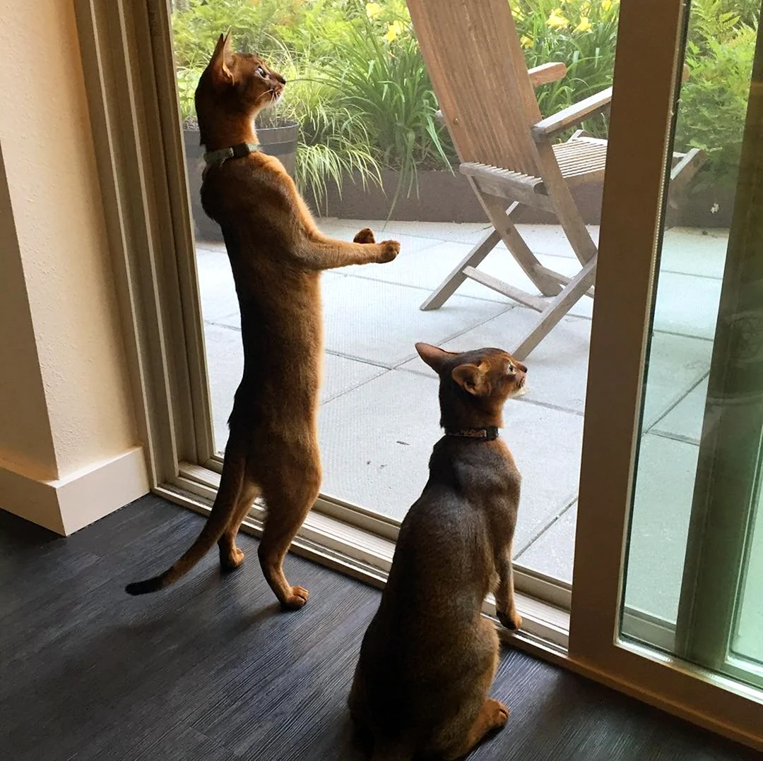 Коты стоят на задних лапах