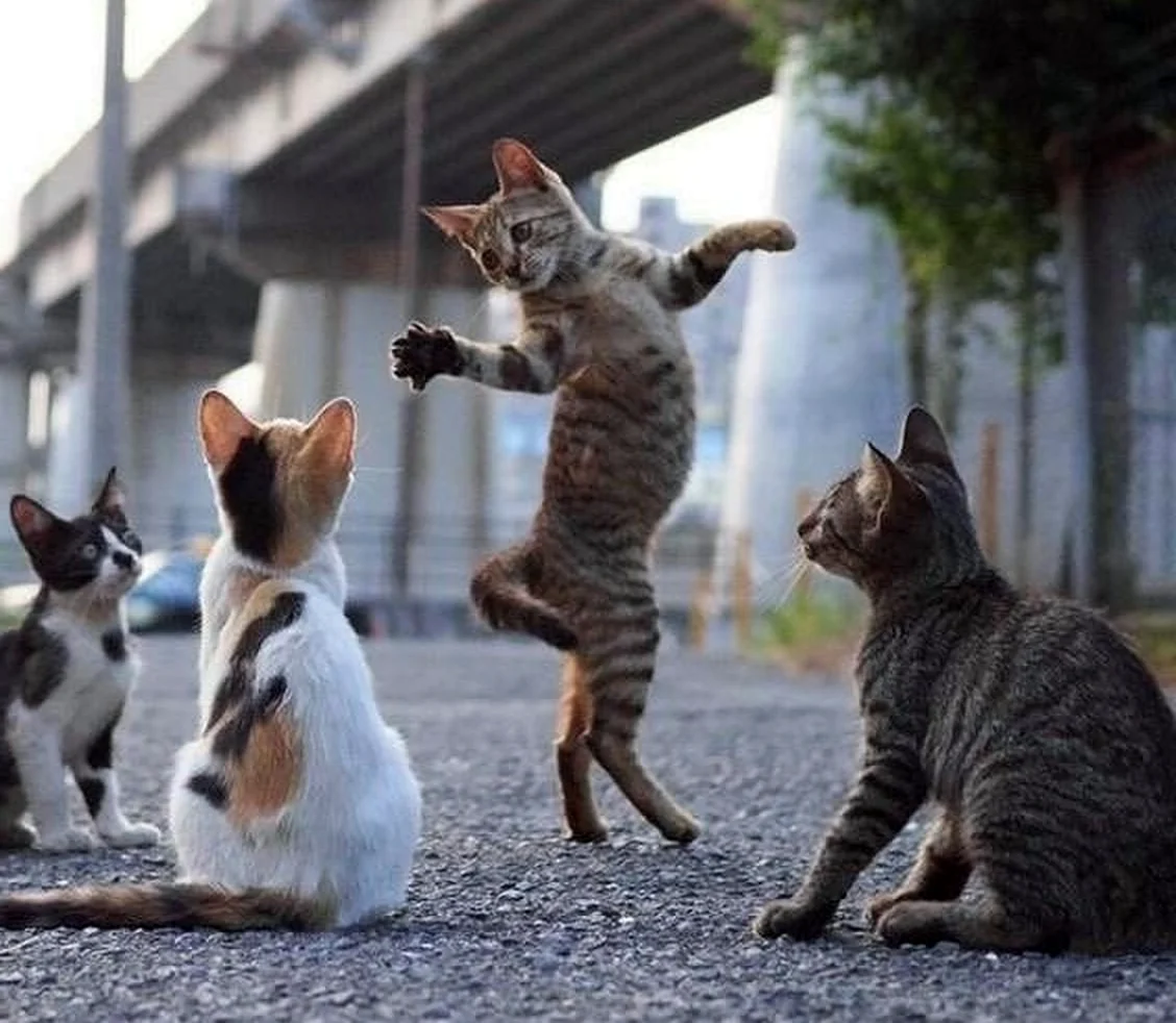 Коты танцуют