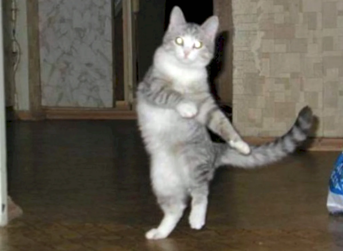 Коты танцуют лезгинку