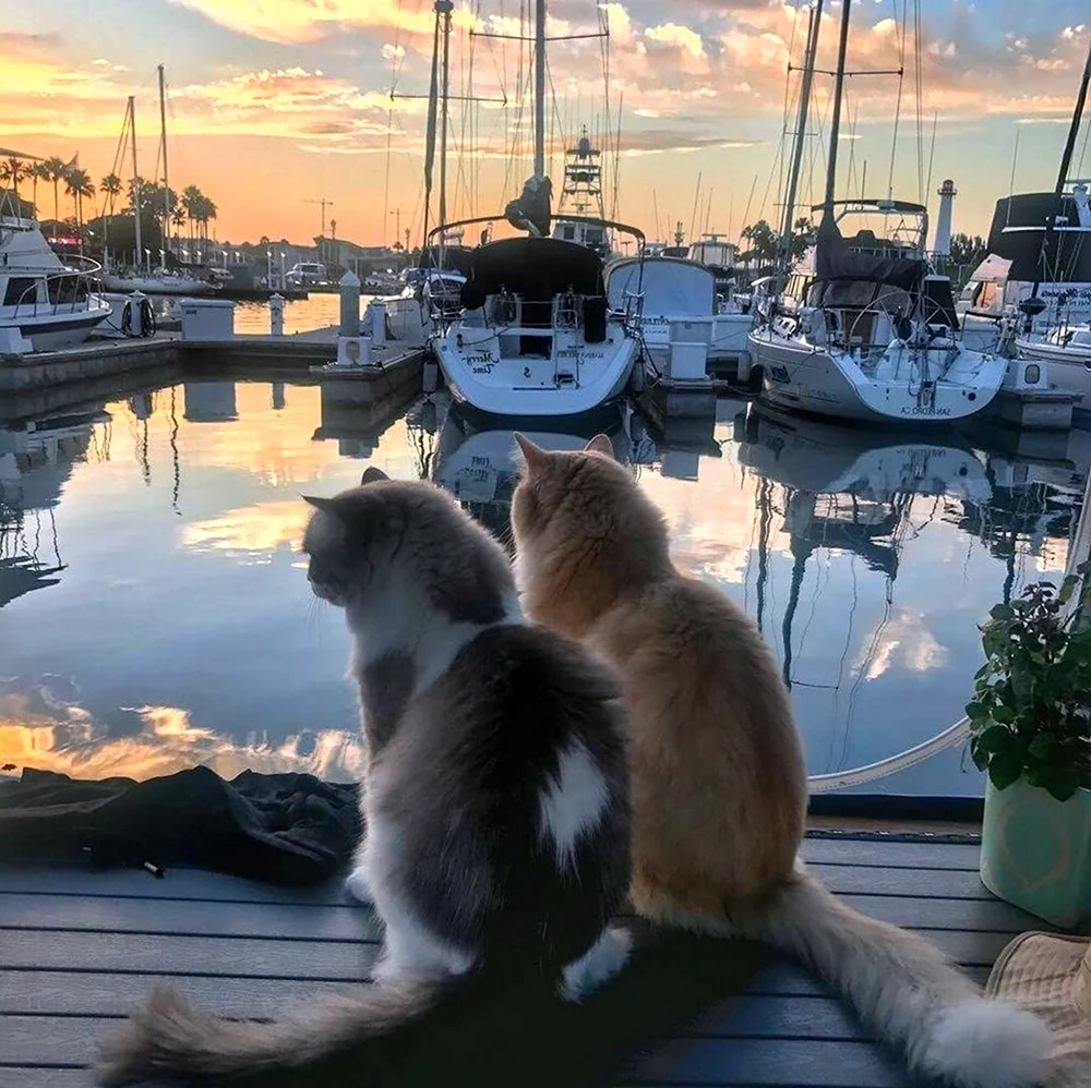 Коты в лодке