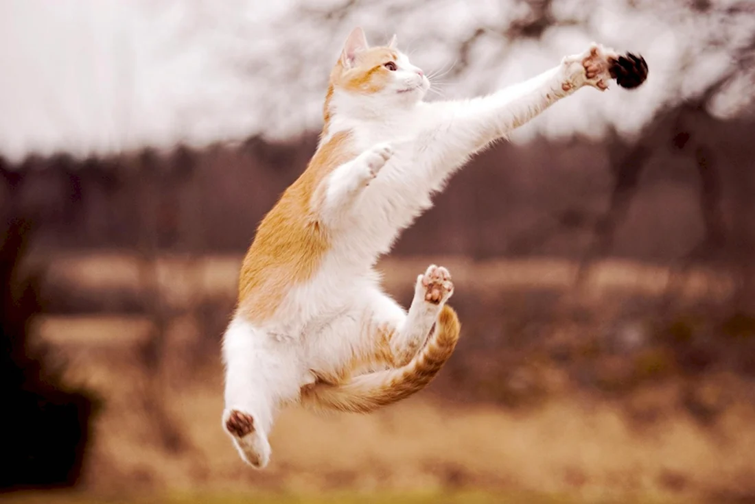 Коты в прыжке
