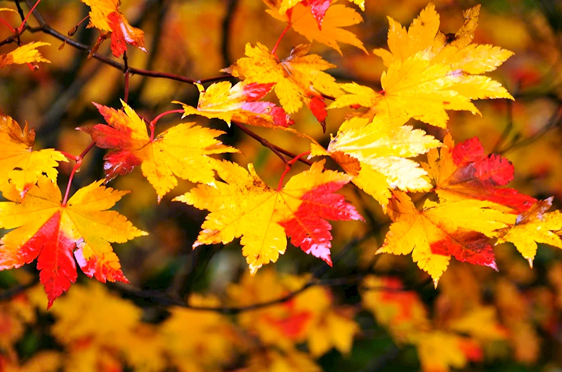 Красивая осень листья