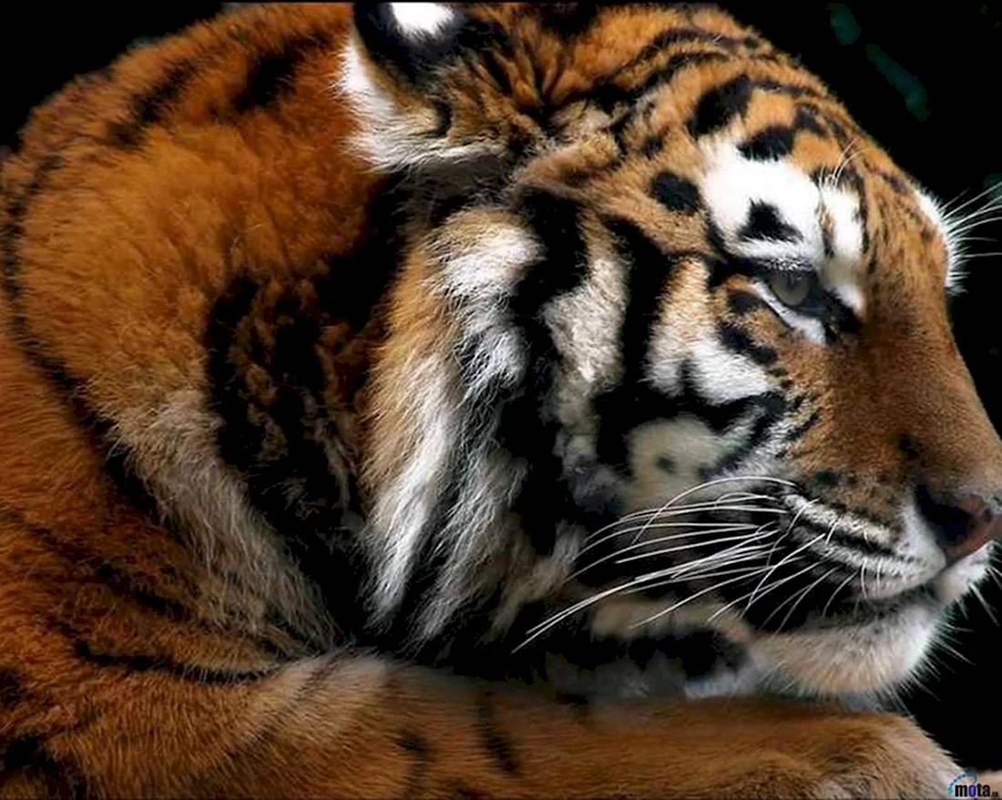 Красивая тигрица