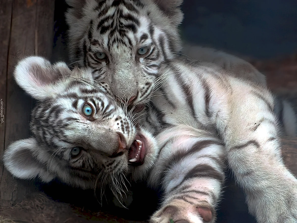 Красивые белые тигрята