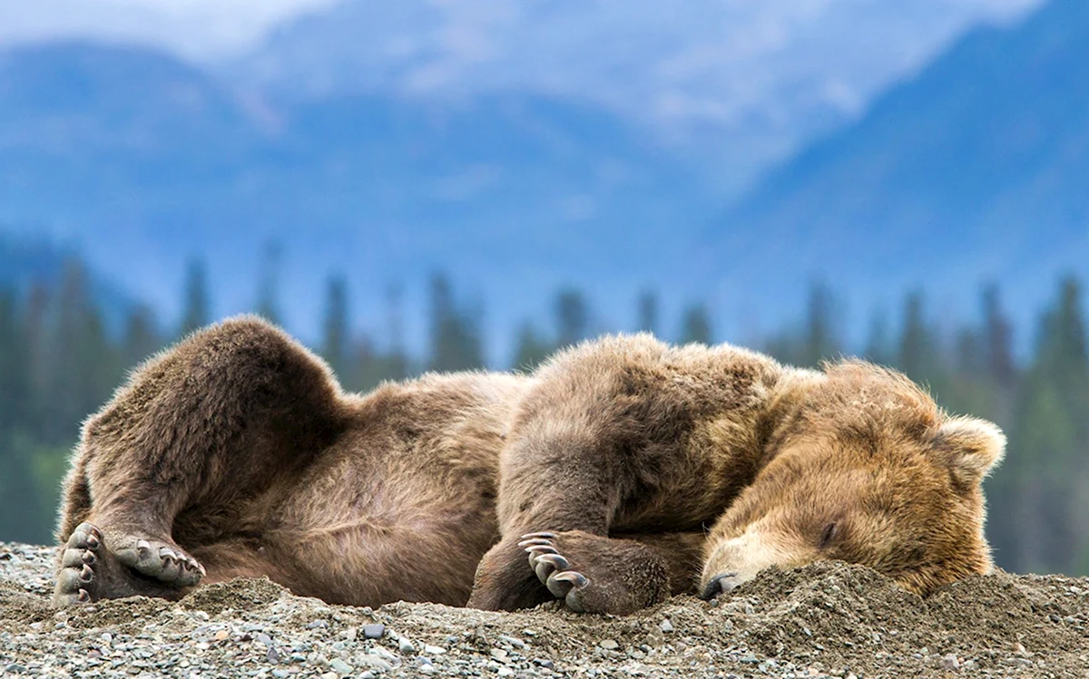 Красивые медведи спят
