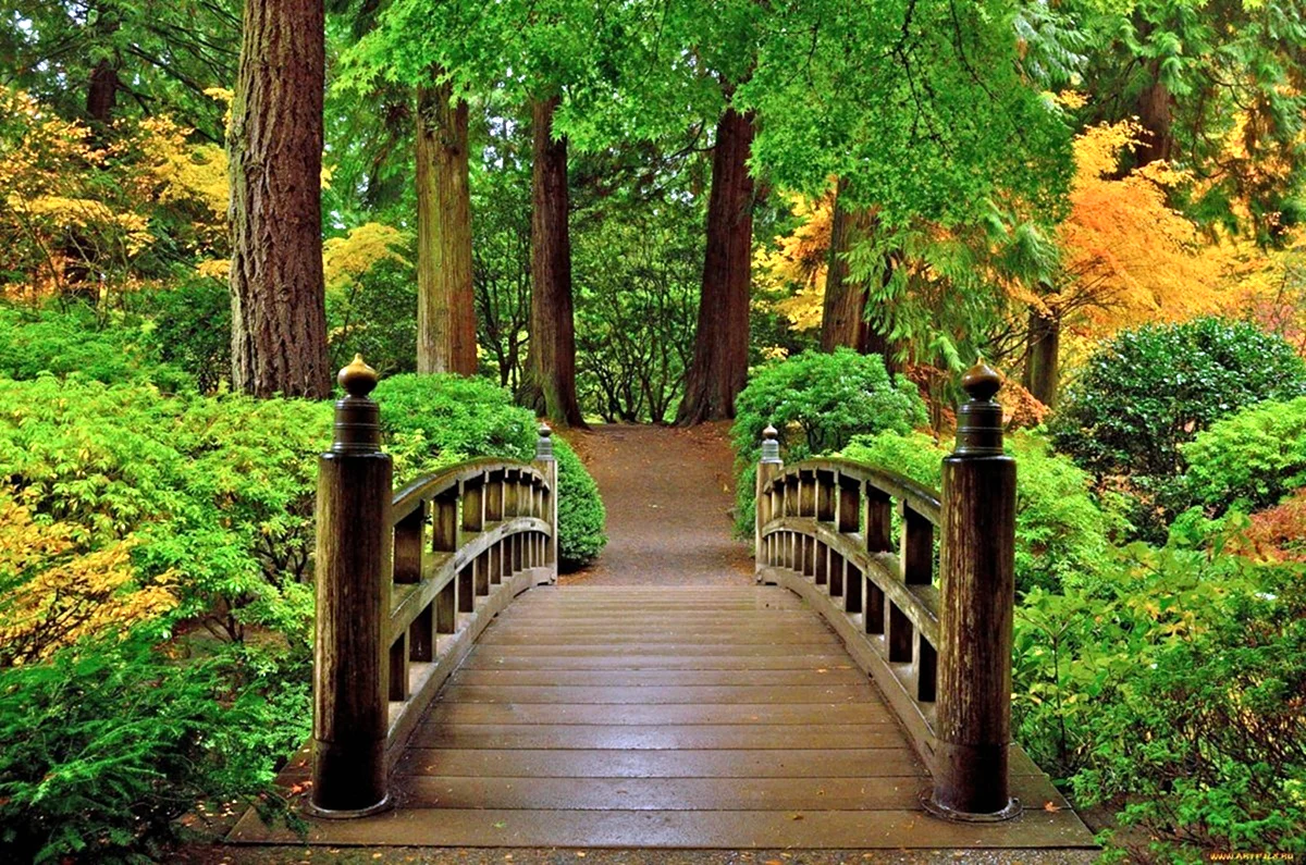 Красивый мост в лесу