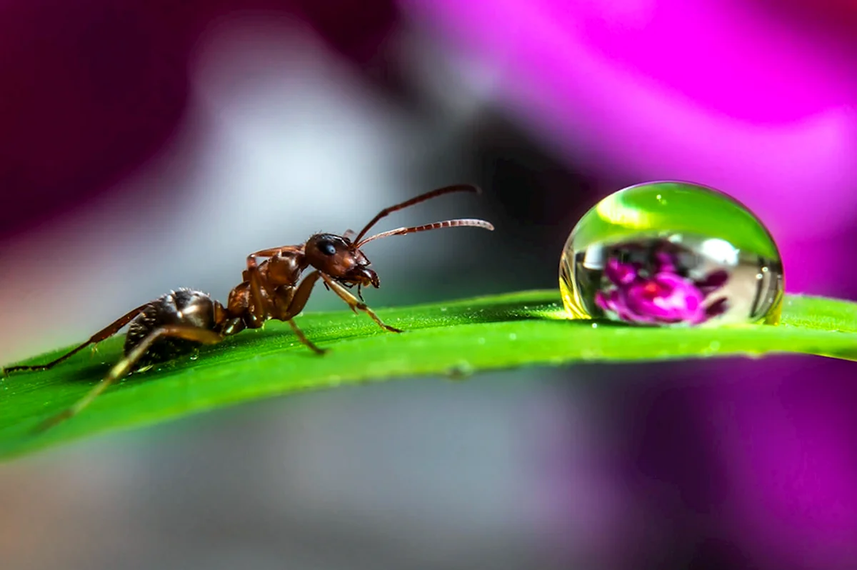 Красивый муравей