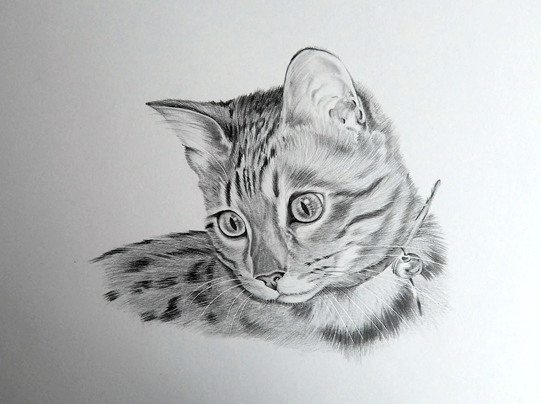 Красивый рисунок кошки карандашом