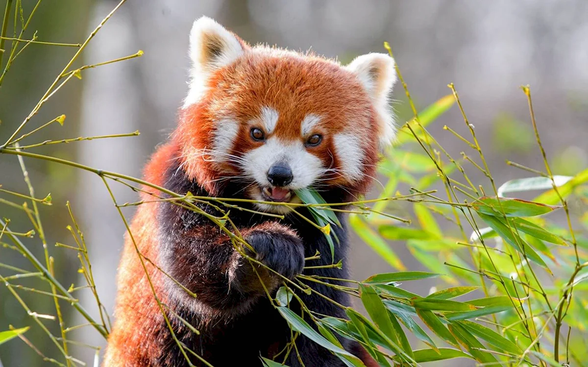 Красная бамбуковая Панда