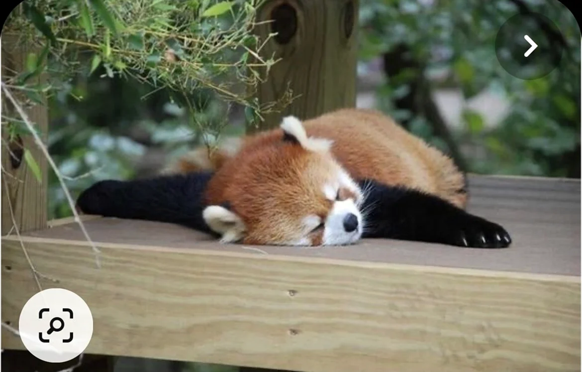 Красная Панда спит