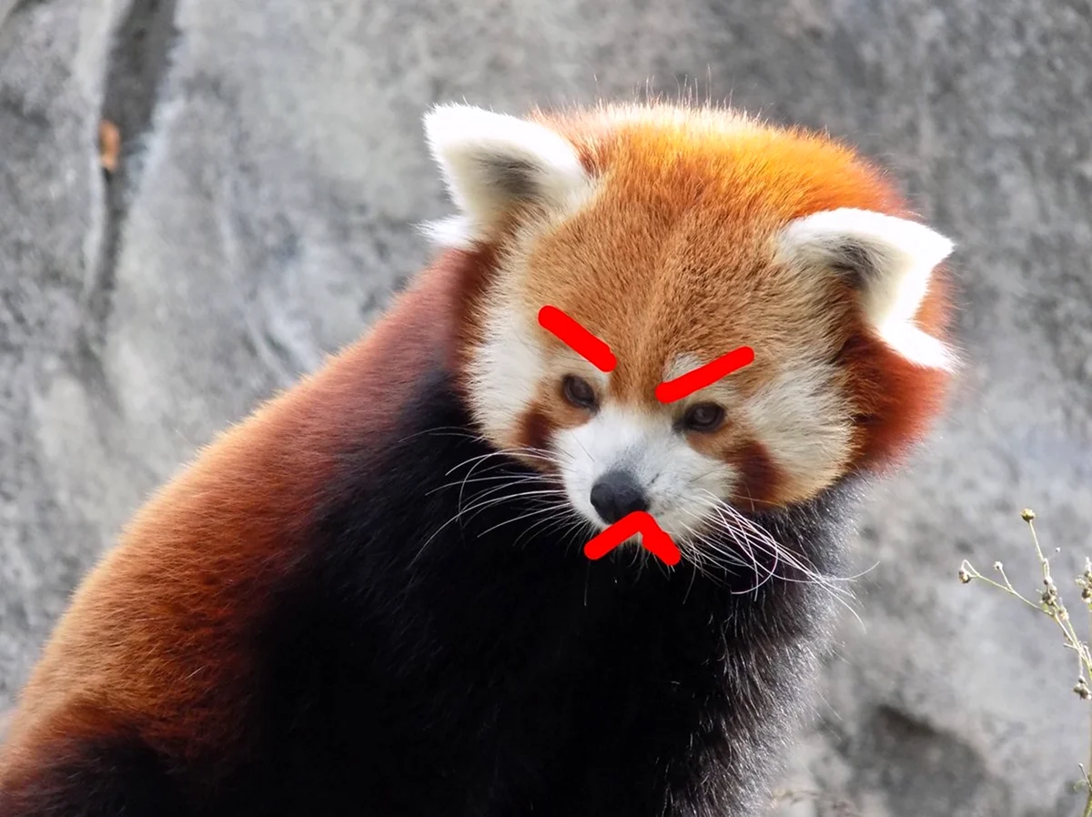 Краснокнижное животное красная Панда