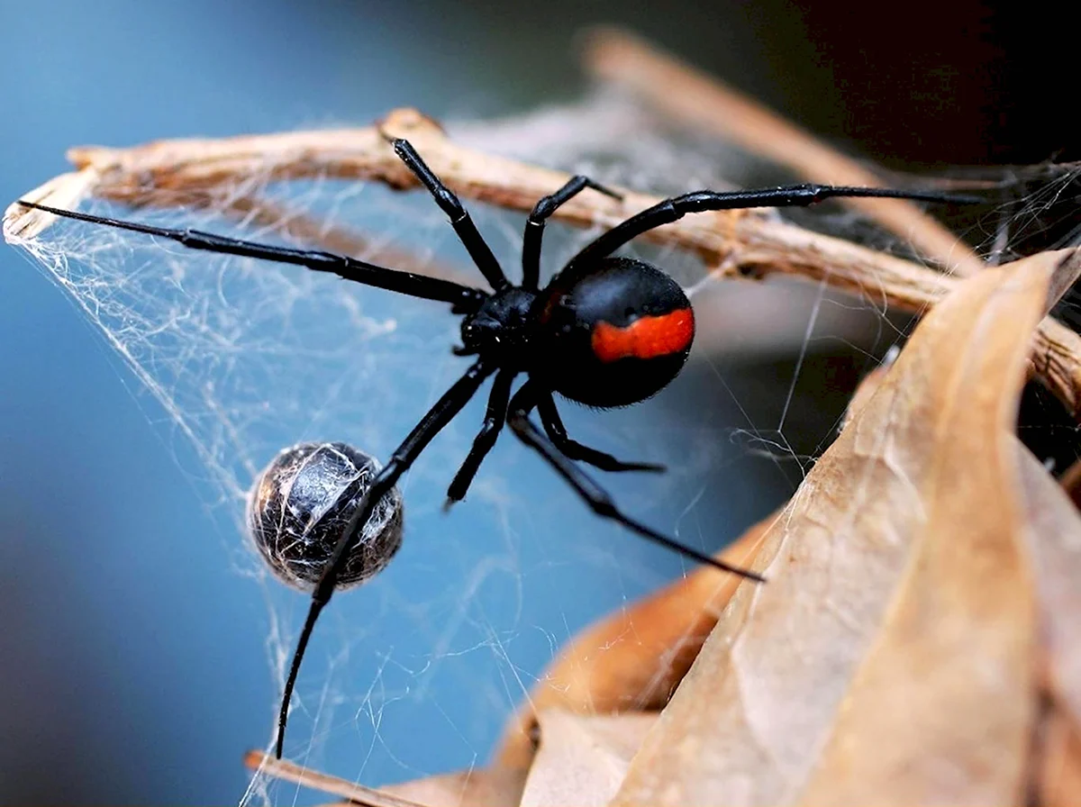 Красноспинный паук австралийская вдова