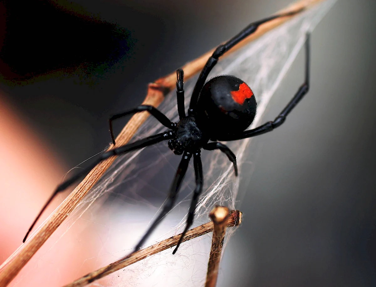 Красноспинный паук австралийская вдова