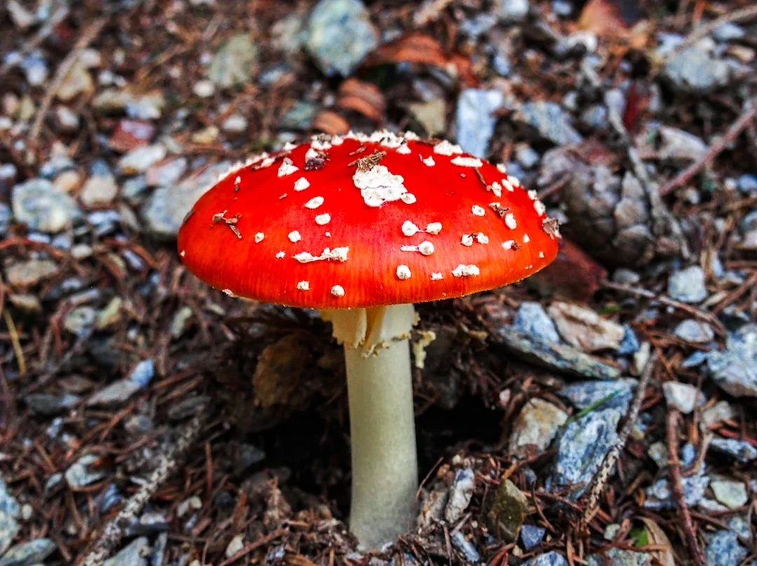 Красный белый гриб