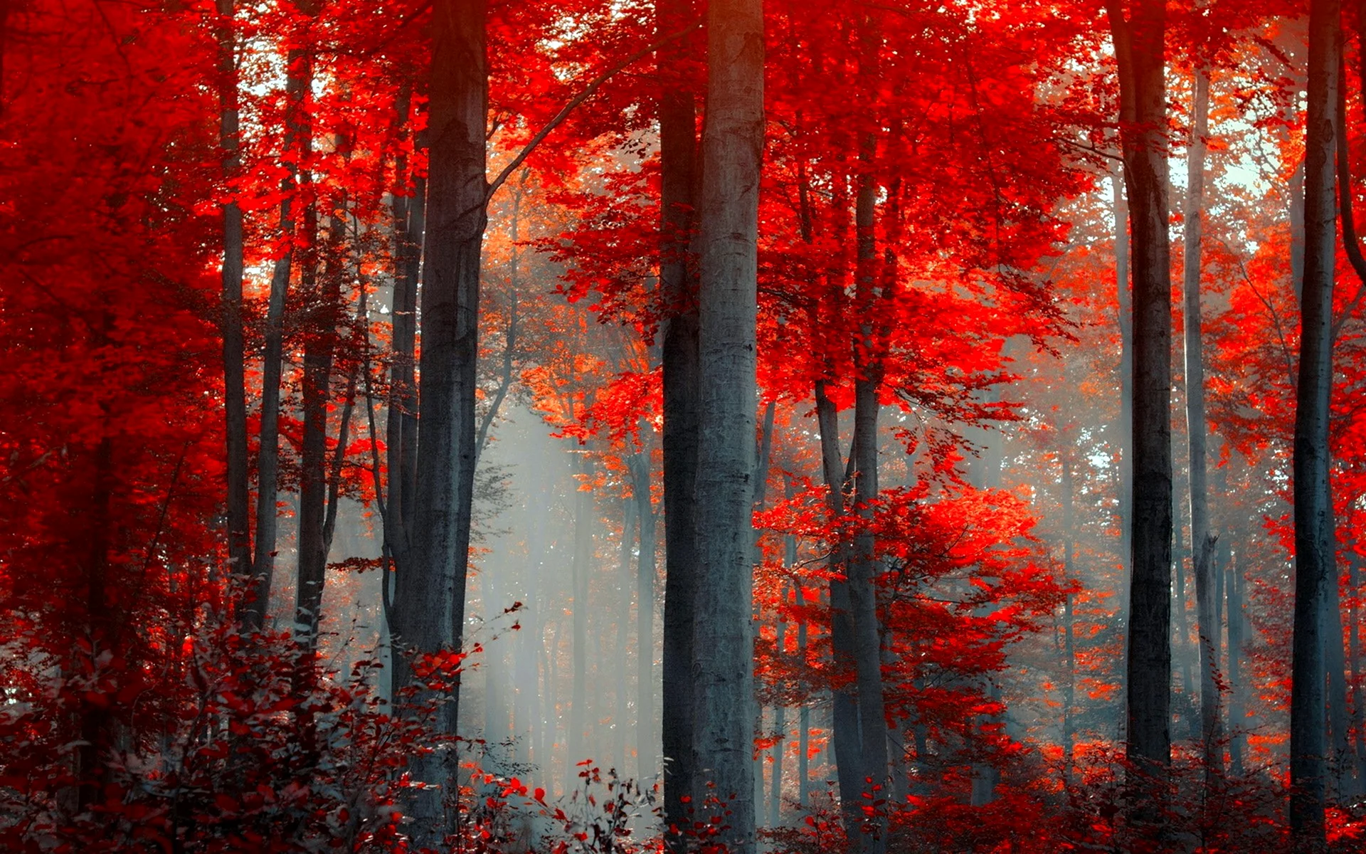 Красный лес дбд