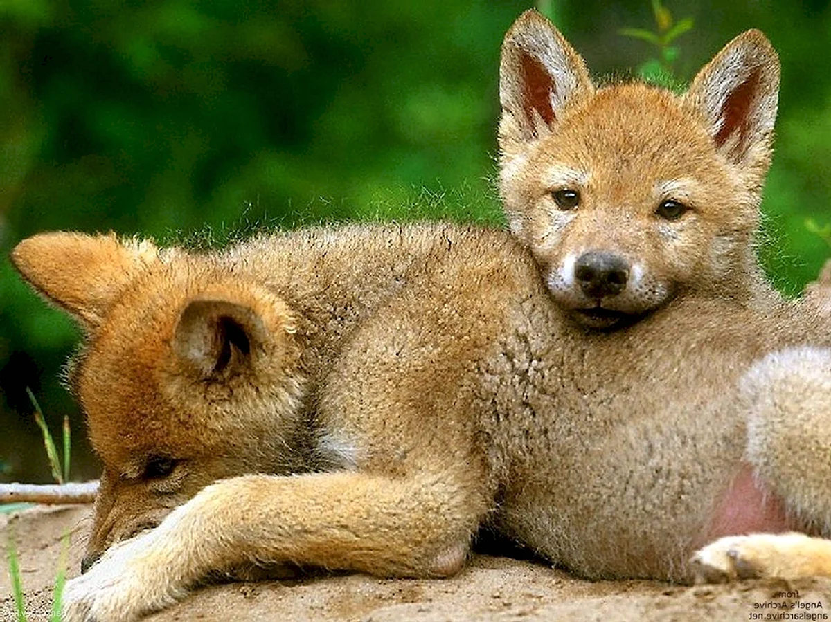 Красный волк Детеныши