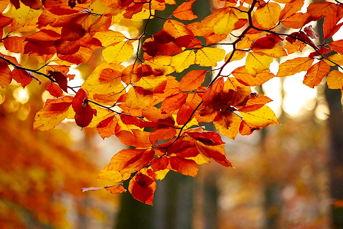 Красота осенних листьев