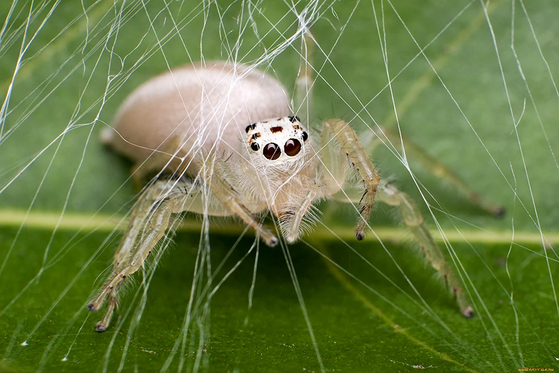 Крестовик Сибирский паук Сибирский