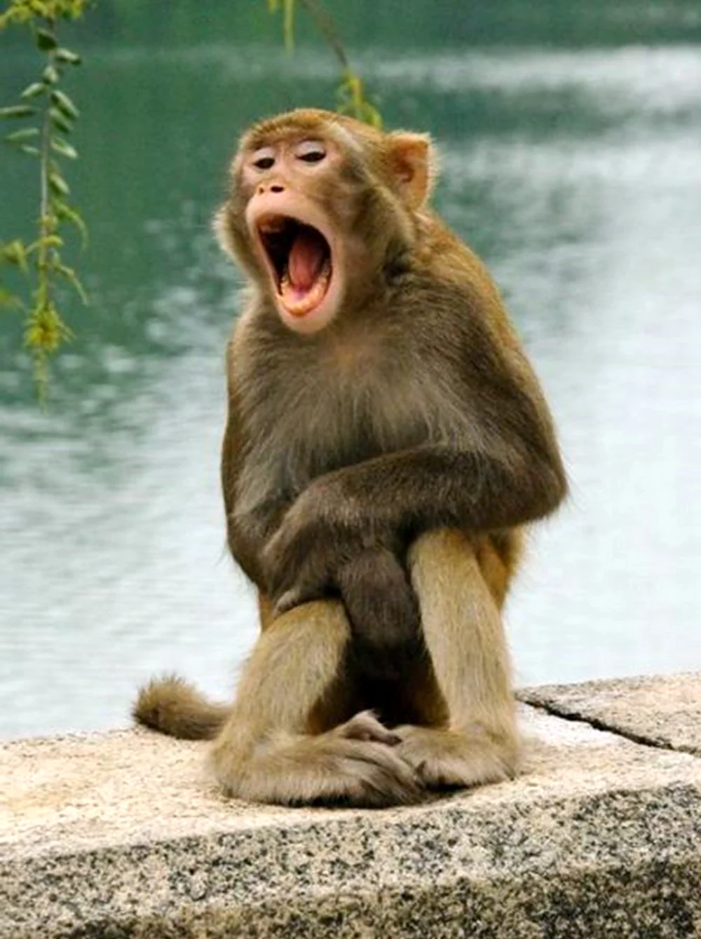 Кричащая обезьяна
