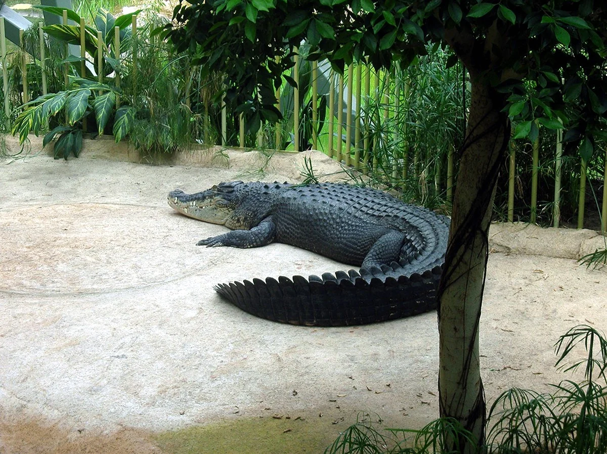 Крокодил Читинский зоопарк