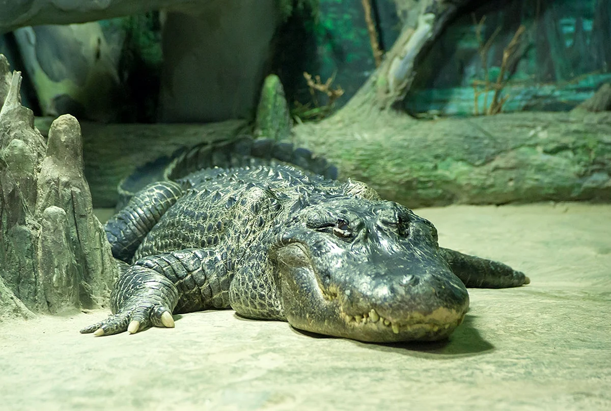 Крокодил Сатурн в Московском зоопарке