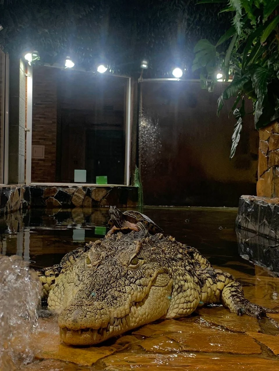 Крокодил Тотоша Ленинградский зоопарк