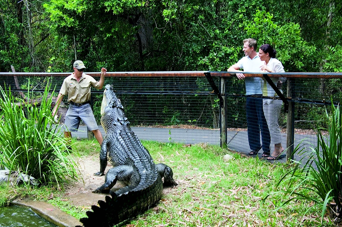 Крокодильи фермы в Австралии