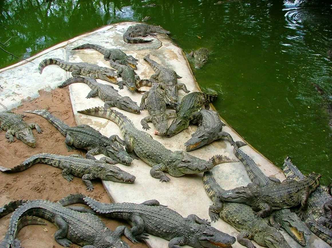 Крокодиловая ферма Тайланд