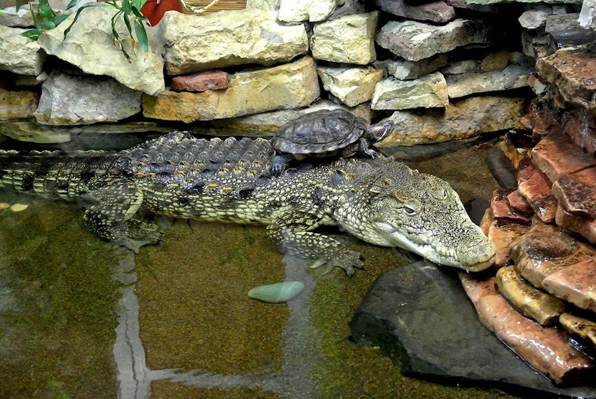 Крокодилы в Калининградском зоопарке
