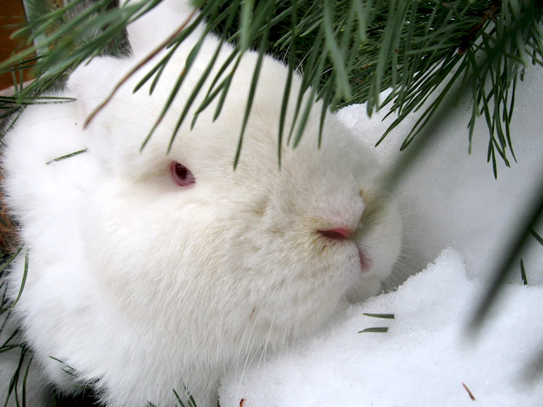 Крольчата зимой