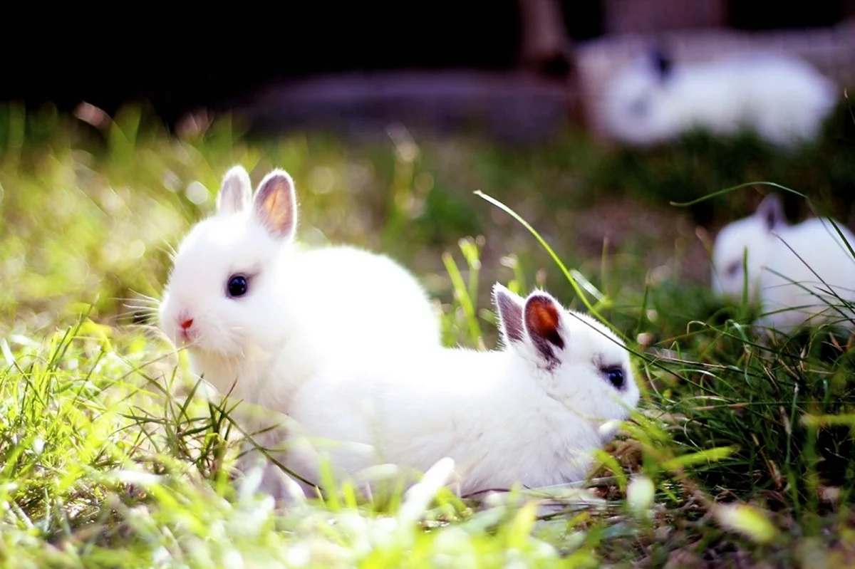 Крольчонок в природе белый