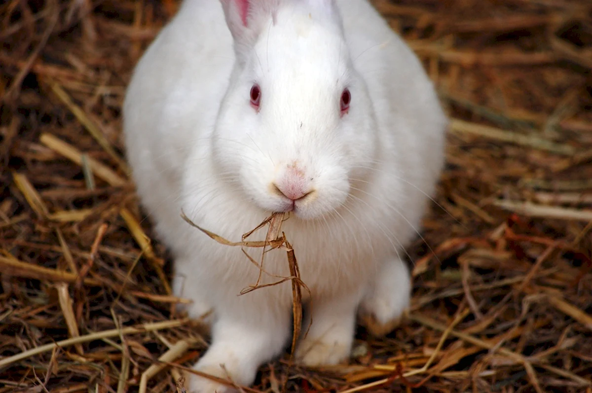 Кролик белого цвета