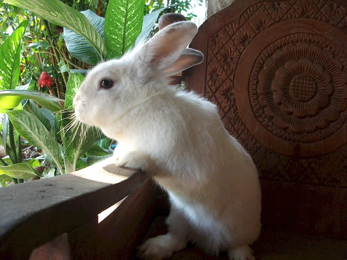 Кролик домашний