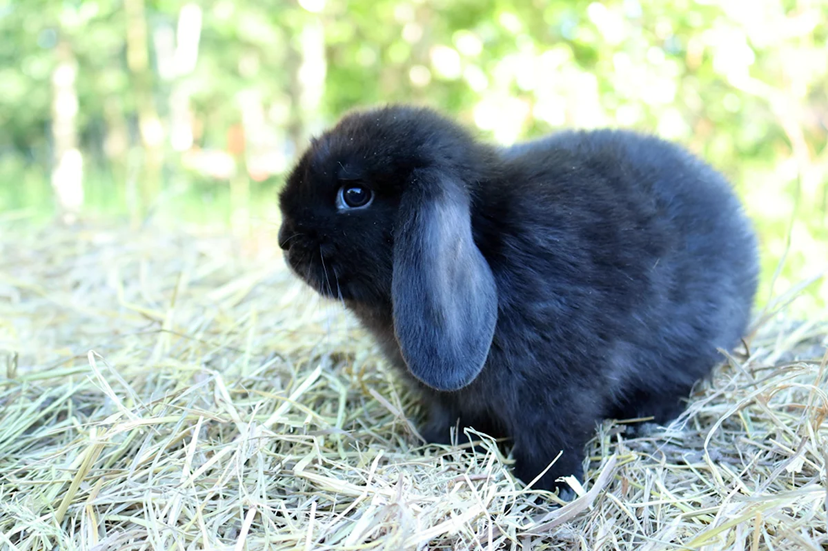 Кролик карликовый баран черный