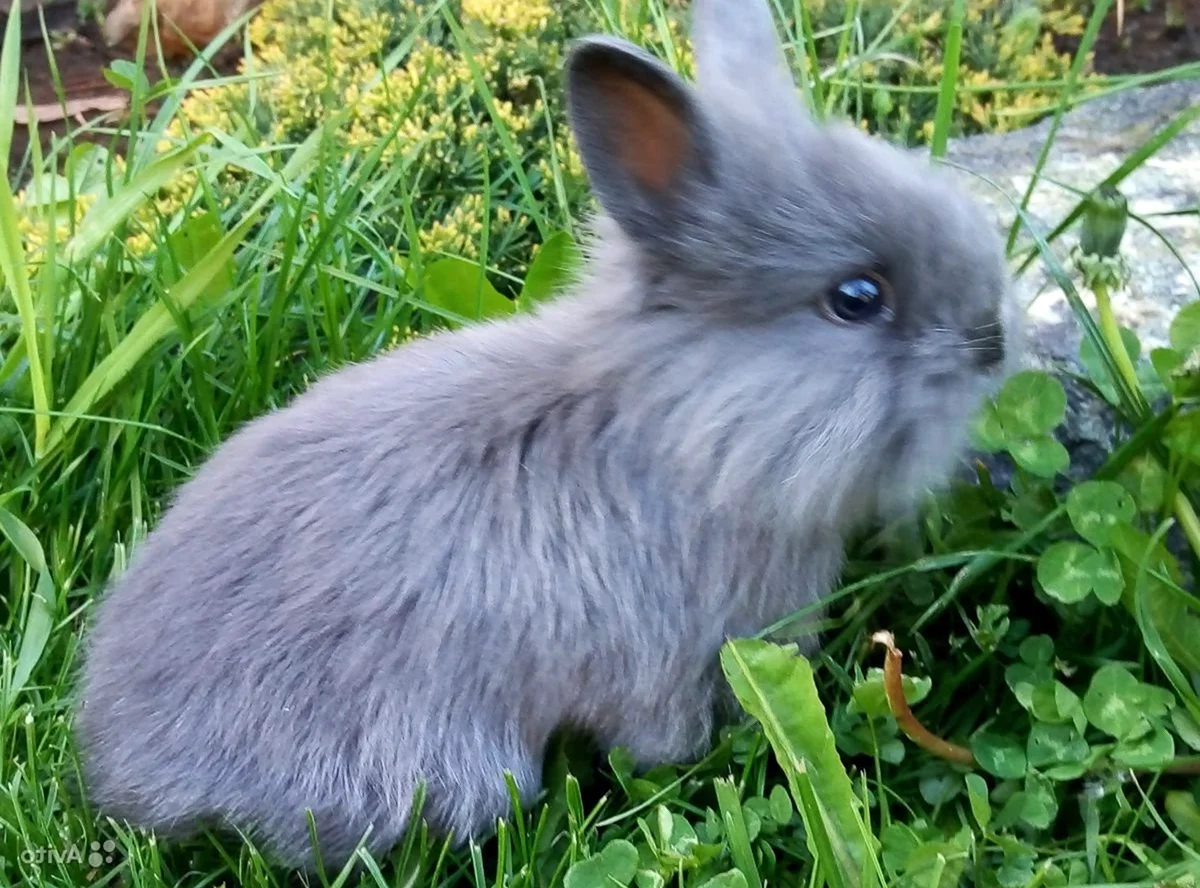 Кролик ниберландский карлик
