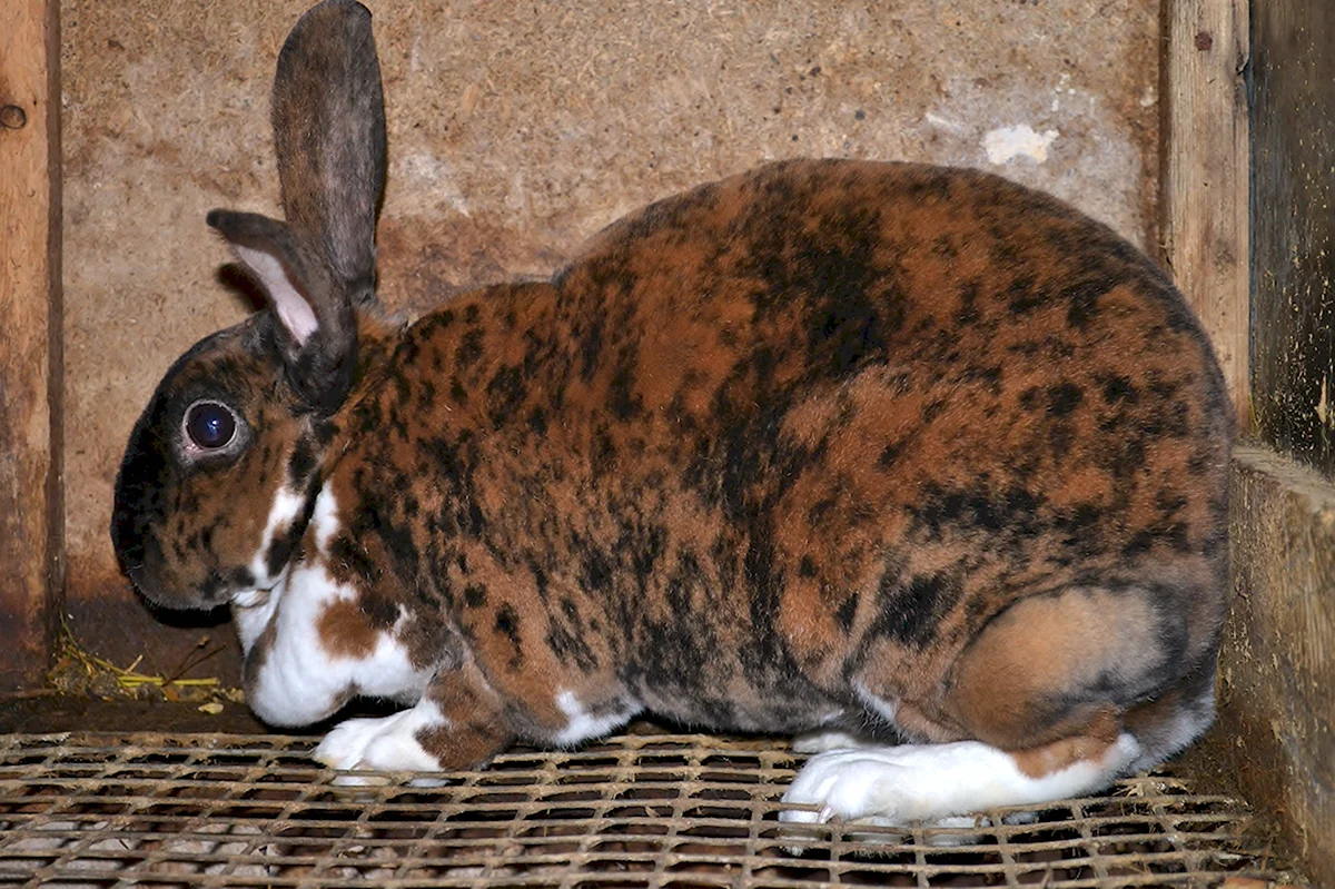 Кролик рекс Tricolor