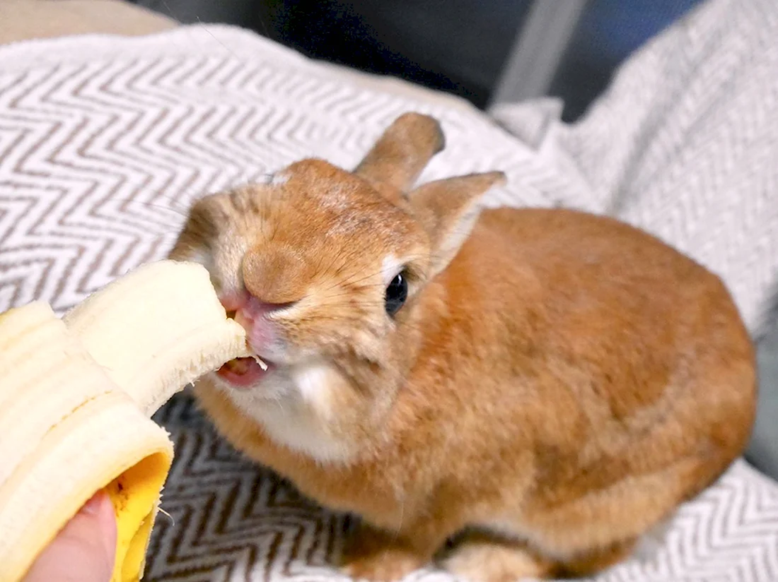 Кролик с бананом