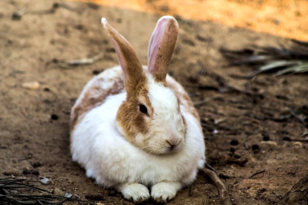 Кролик с большими ушами