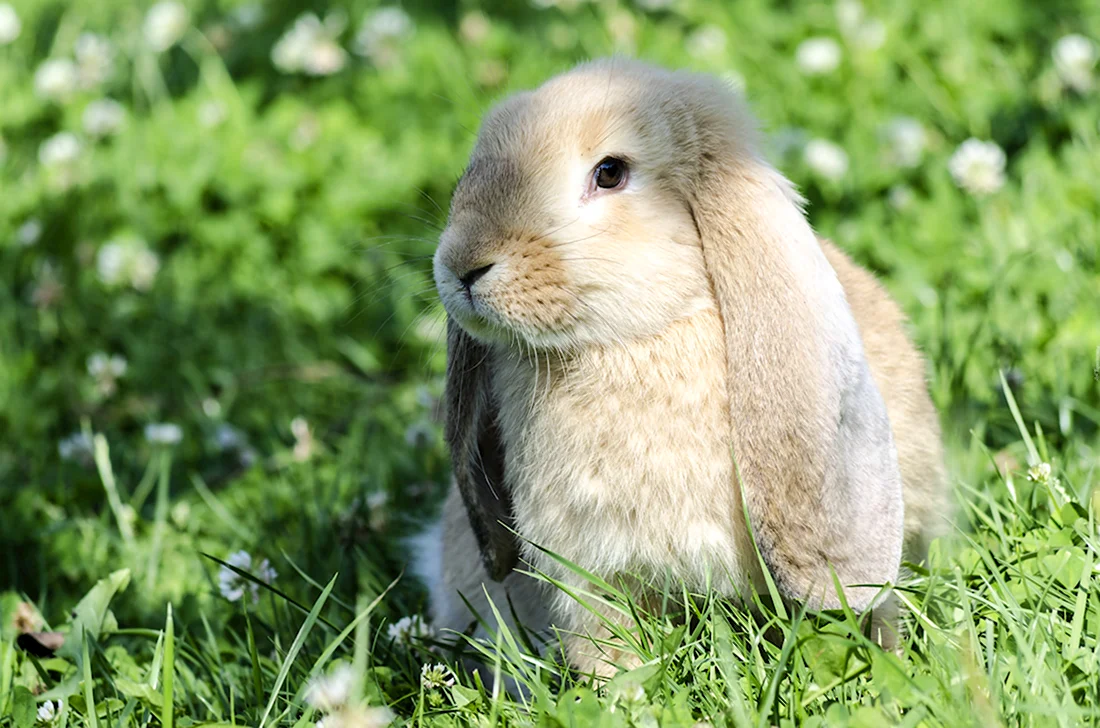 Кролик с длинными ушами