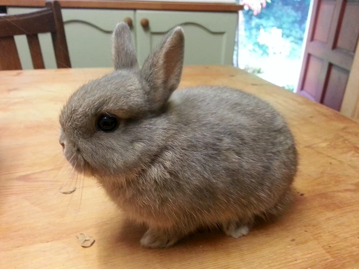 Кролик с маленькими ушами