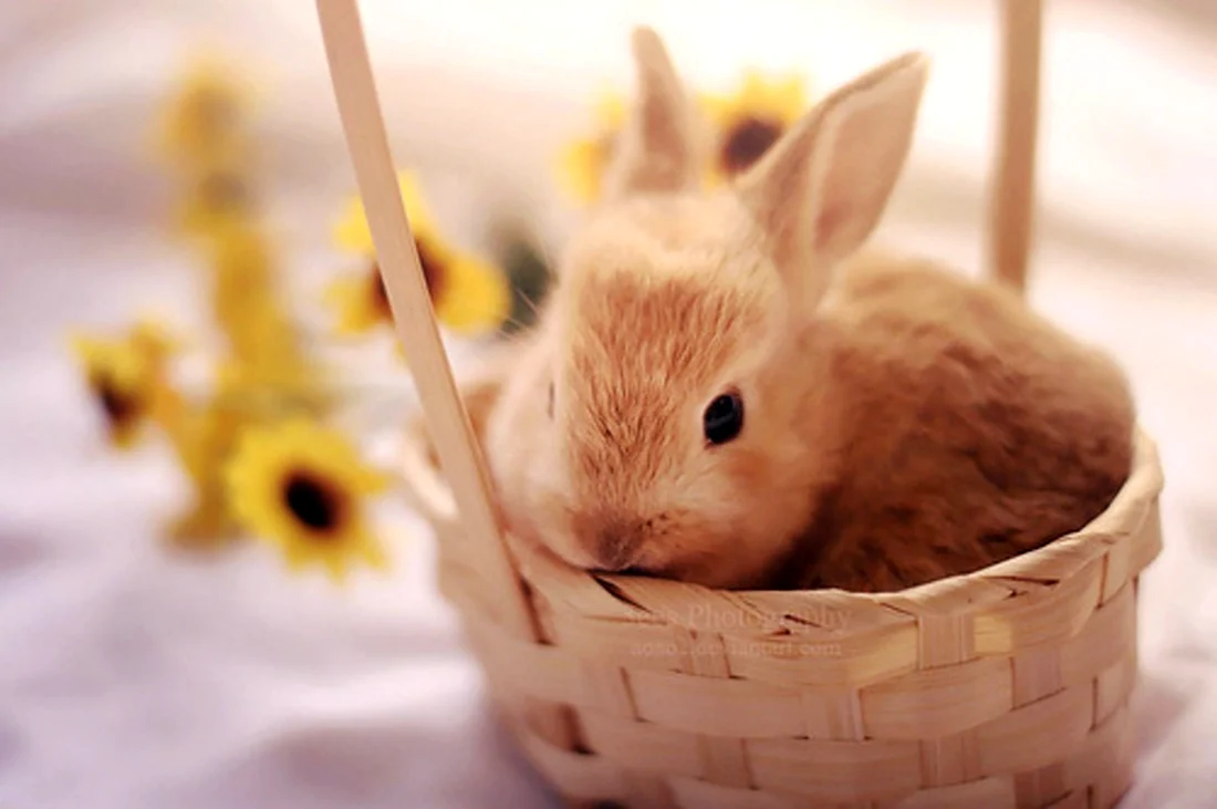 Кролик в корзинке