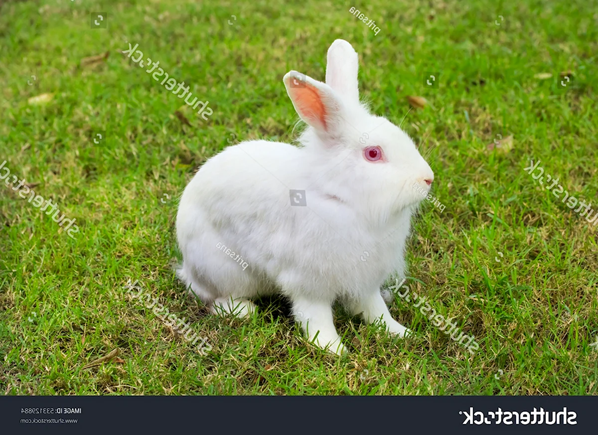 Кролики породы альбинос