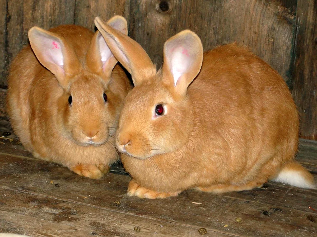 Кролики породы Икс Эль