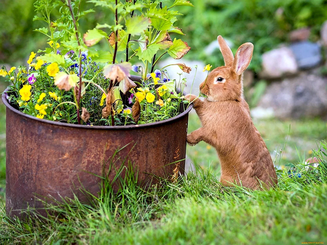 Кролики в саду